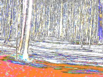 Samstag im Wald Elisabeth Mayr-Keber 2016 120x90cm