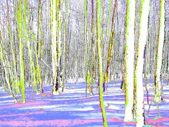 Samstag im Wald Elisabeth Mayr-Keber 2016 120x90cm