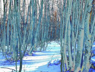 Samstag im Wald Elisabeth Mayr-Keber 2016 120x90cm
