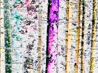 Elisabeth Mayr-Keber Steirischer Wald 2016 120x90cm