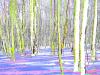 Samstag im Wald Elisabeth Mayr-Keber 2016 120x90cm